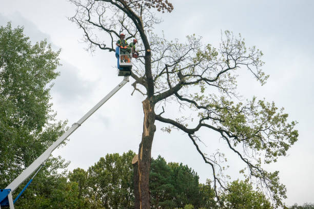 Best Seasonal Cleanup (Spring/Fall)  in Valle Vista, CA